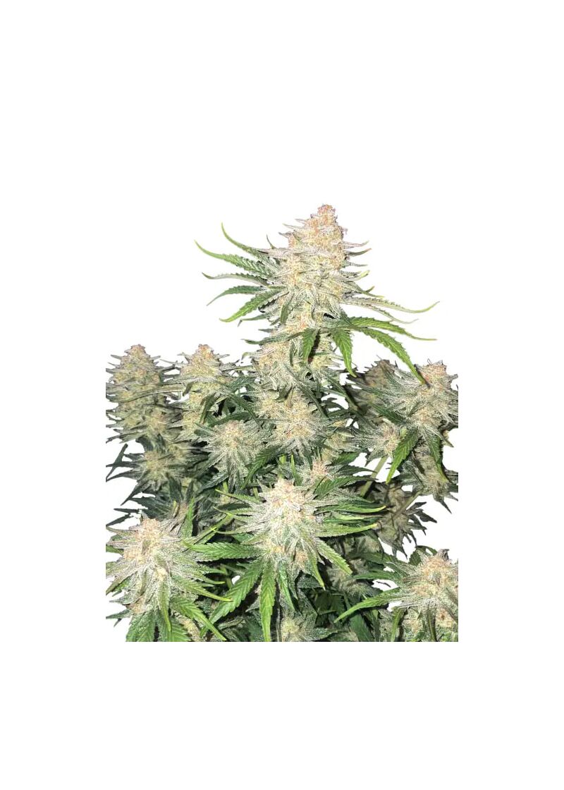 Frostbanger Auto, Фасовка: 3